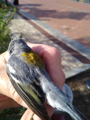 Setophaga americana