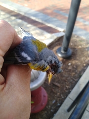 Setophaga americana