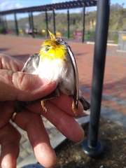Setophaga americana