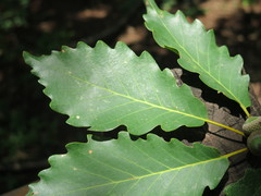 Quercus aliena