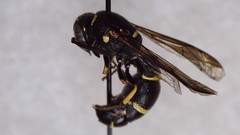 Parancistrocerus pensylvanicus