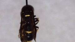 Parancistrocerus pensylvanicus