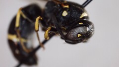 Parancistrocerus pensylvanicus
