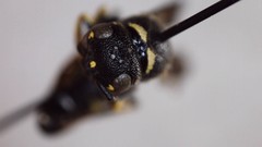 Parancistrocerus pensylvanicus