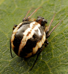 Singa albodorsata