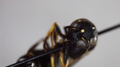 Parancistrocerus pensylvanicus