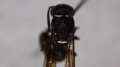 Parancistrocerus pensylvanicus