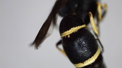 Parancistrocerus pensylvanicus