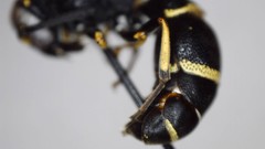 Parancistrocerus pensylvanicus