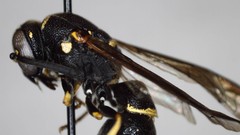 Parancistrocerus pensylvanicus