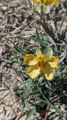 Senna pumilio