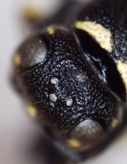 Parancistrocerus pensylvanicus