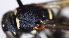 Parancistrocerus pensylvanicus