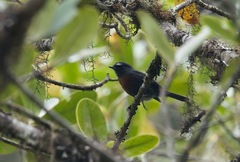 Ochthoeca thoracica