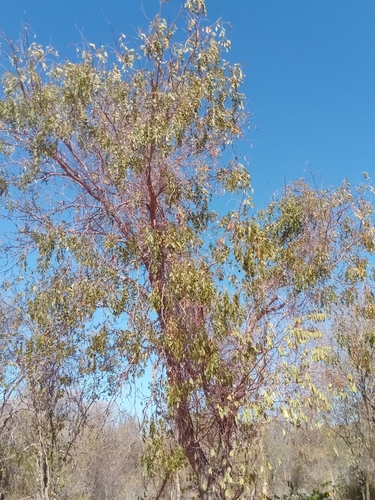 Albizia tulearensis image