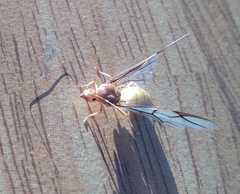 Oecophylla smaragdina