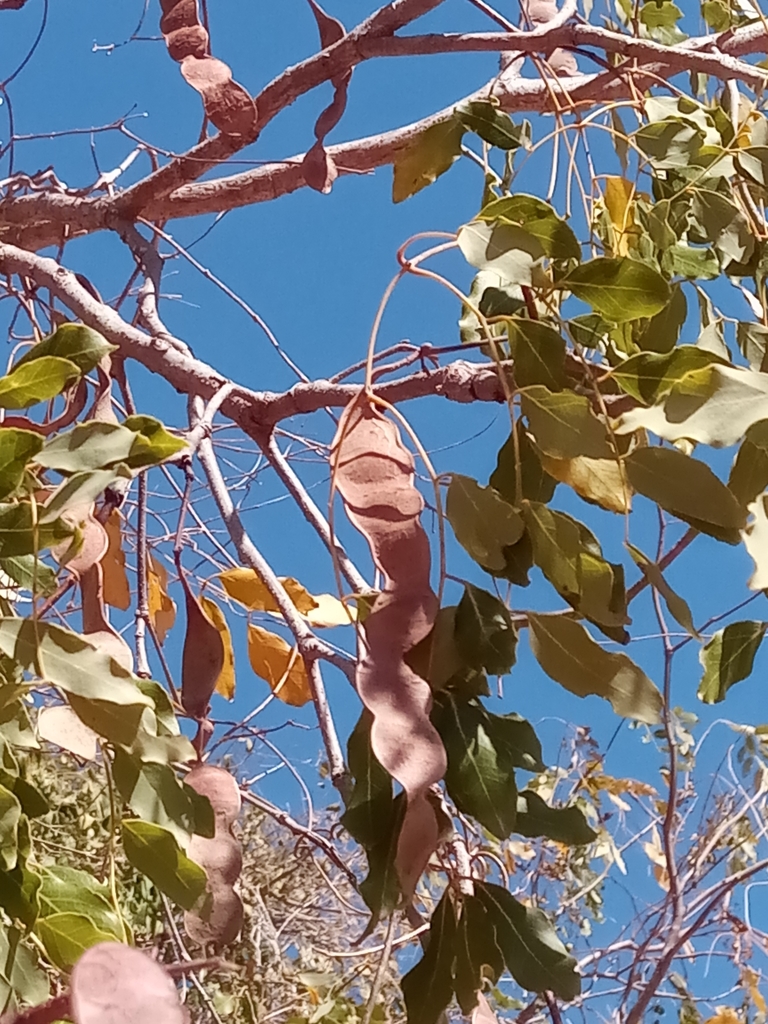 Albizia tulearensis