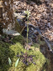 Borodinia missouriensis