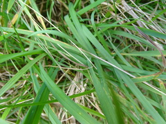 Anthosachne kingiana multiflora