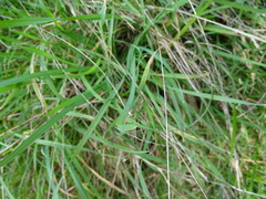 Anthosachne kingiana multiflora