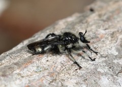 Laphria cinerea