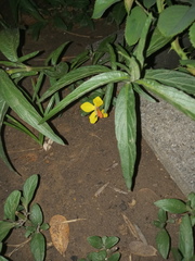 Lysimachia lanceolata
