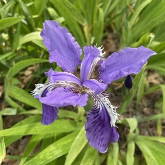 Iris tectorum
