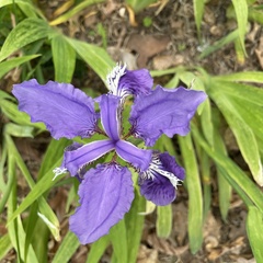 Iris tectorum
