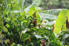 Chrysolampis mosquitus