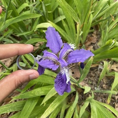 Iris tectorum