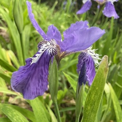 Iris tectorum