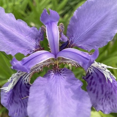 Iris tectorum