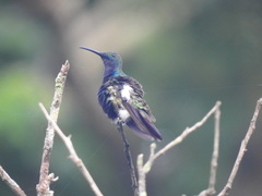 Anthracothorax nigricollis