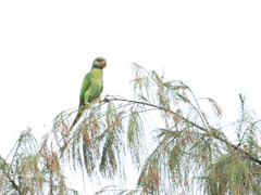 Psittacula alexandri