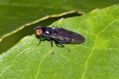 Cyamops