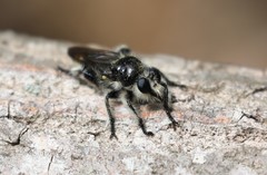 Laphria cinerea