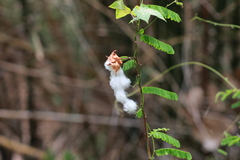 Gossypium barbadense