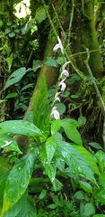 Justicia breviflora
