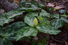 Trillium discolor