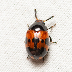 Diaperis nigronotata