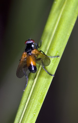 Huttonobesseria verecunda