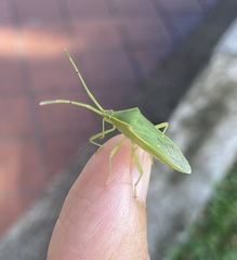 Homoeocerus lacertosus