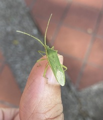 Homoeocerus lacertosus