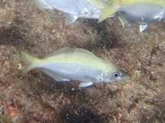 Caesioscorpis theagenes
