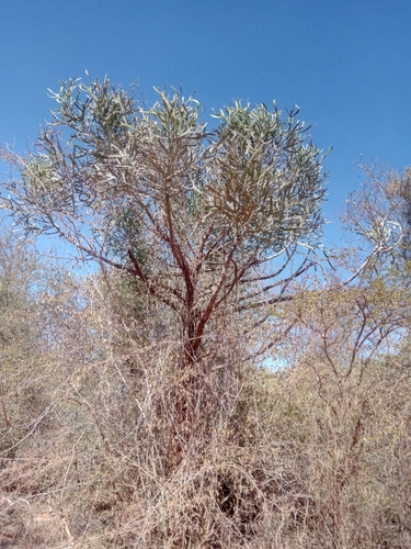 Euphorbia xylophylloides image