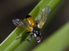 Huttonobesseria verecunda