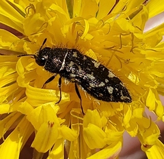 Acmaeodera acuta