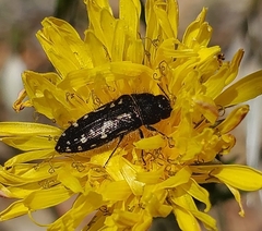 Acmaeodera acuta