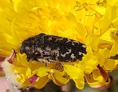 Acmaeodera acuta
