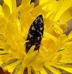 Acmaeodera acuta